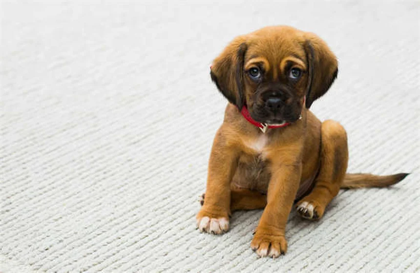 Olio di pesce per cani: benefici, dosaggio e come scegliere il migliore