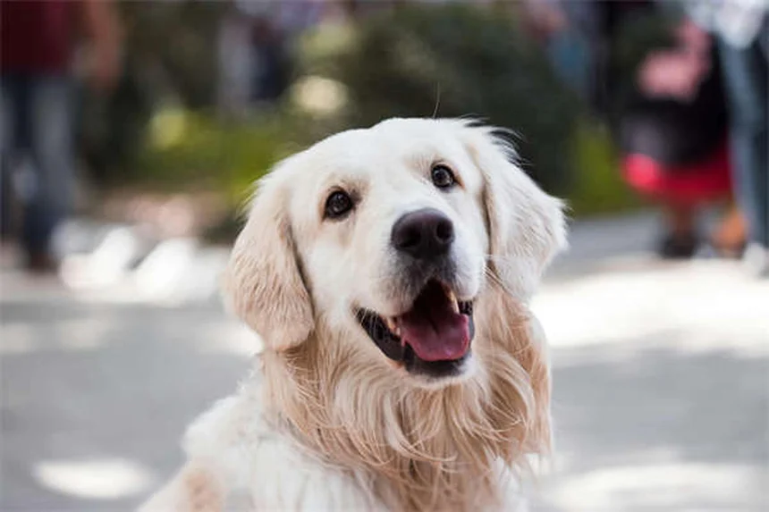L'aspirina per cani e gatti: guida completa ai rischi e usi corretti