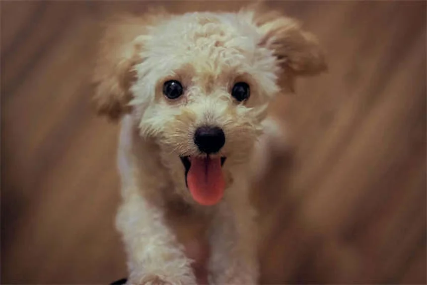 Levetiracetam per cani e gatti: tutto quello che devi sapere