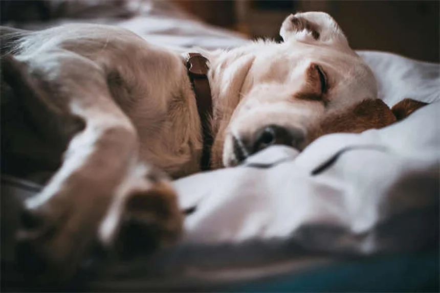 Agopuntura per cani: benefici, costi e come funziona