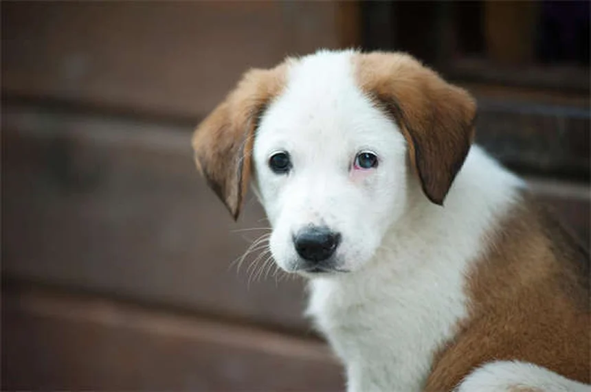 Agopuntura per cani: benefici, costi e come funziona