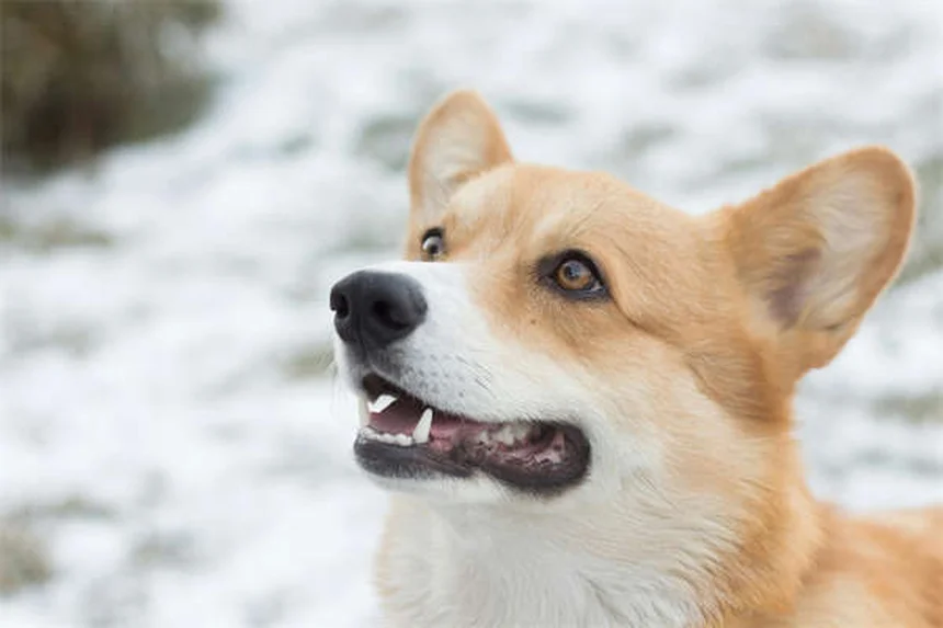 Come prendersi cura del tuo animale domestico: 10 consigli pratici