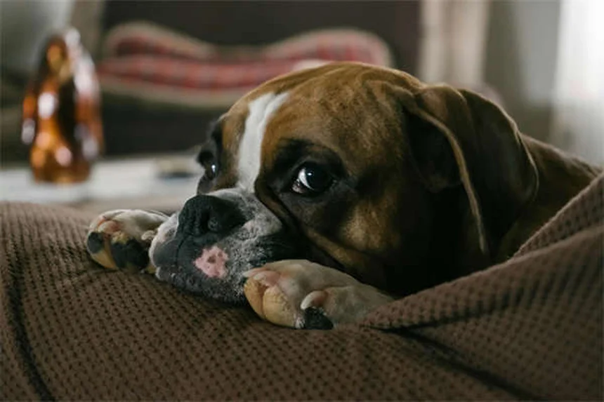 Come prendersi cura del tuo animale domestico: 10 consigli pratici