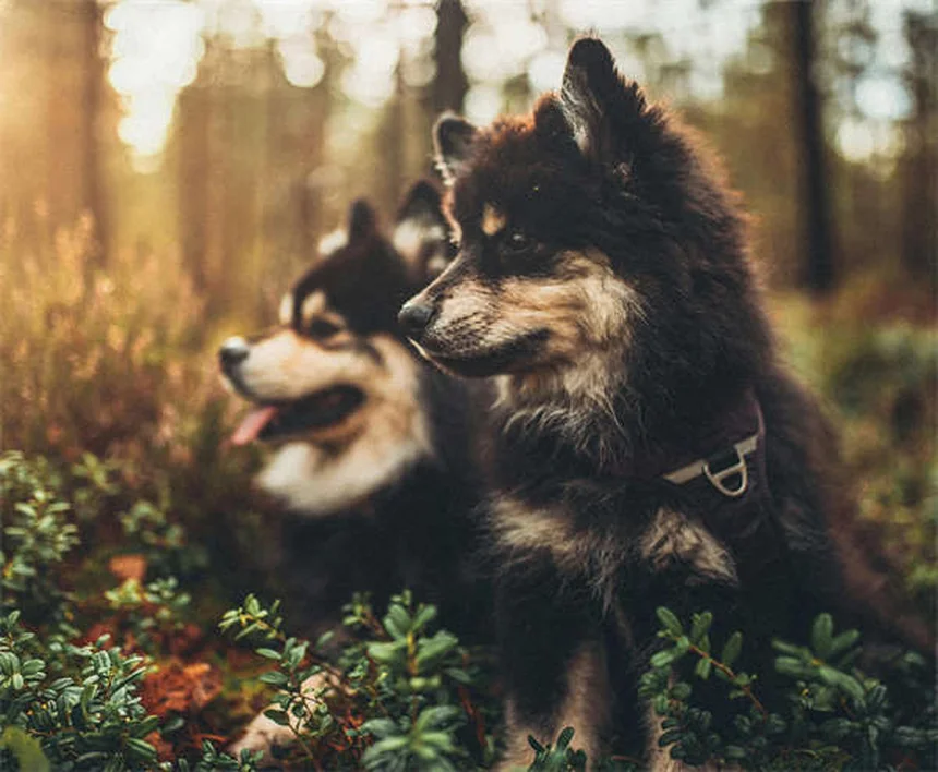 Emoabdomen nei cani: sintomi, cause e cosa fare subito