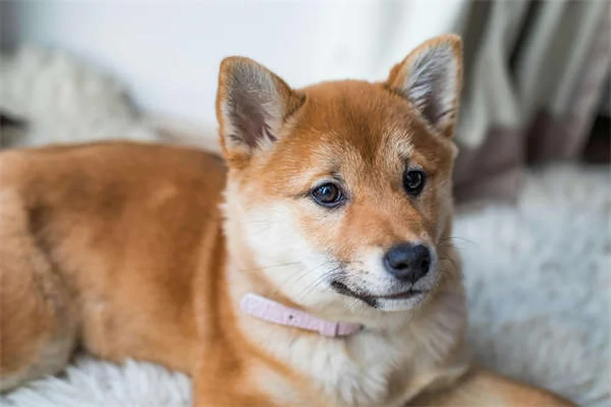 Emoabdomen nei cani: sintomi, cause e cosa fare subito