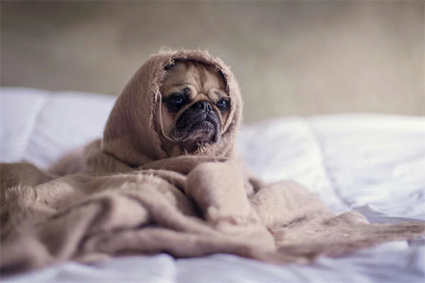 Come far dormire il gatto di notte: 5 trucchi infallibili