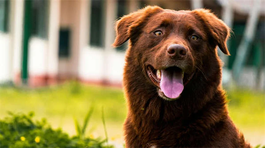 Come far dormire il tuo cucciolo tutta la notte: 5 truppi infallibili
