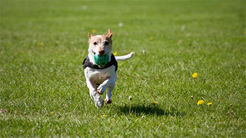 Epatite Lipidica nei Gatti: Sintomi, Cause e Cure Salva-Vita