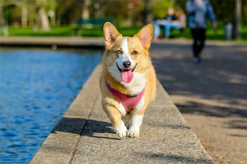 Tetra cieco delle grotte: guida completa per acquariofili
