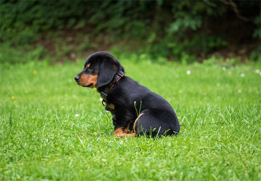 Come diventare addestratore di cani: 10 consigli pratici per iniziare
