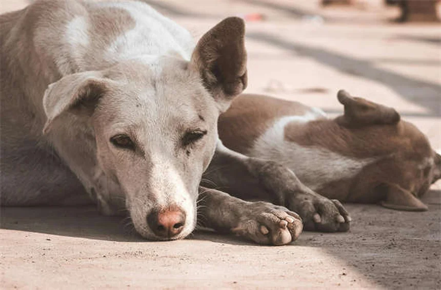 Come diventare addestratore di cani: 10 consigli pratici per iniziare