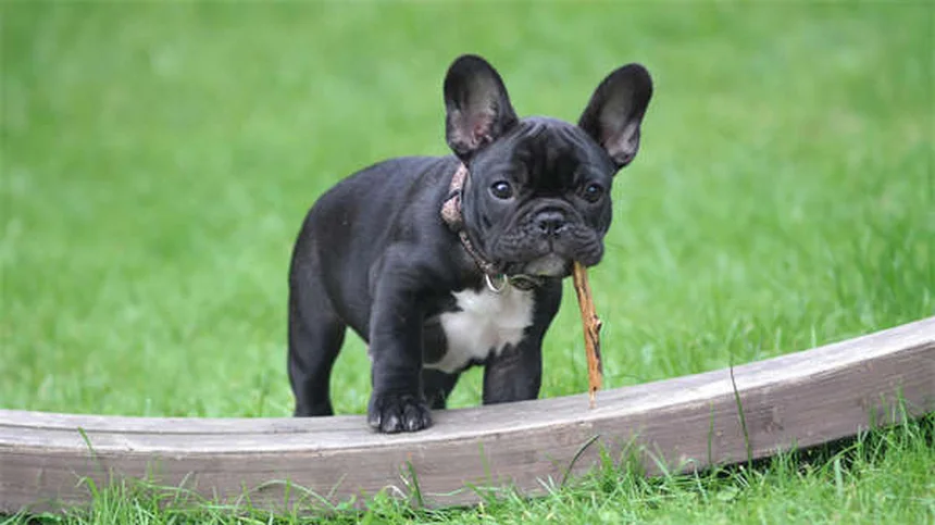 Come diventare addestratore di cani: 10 consigli pratici per iniziare