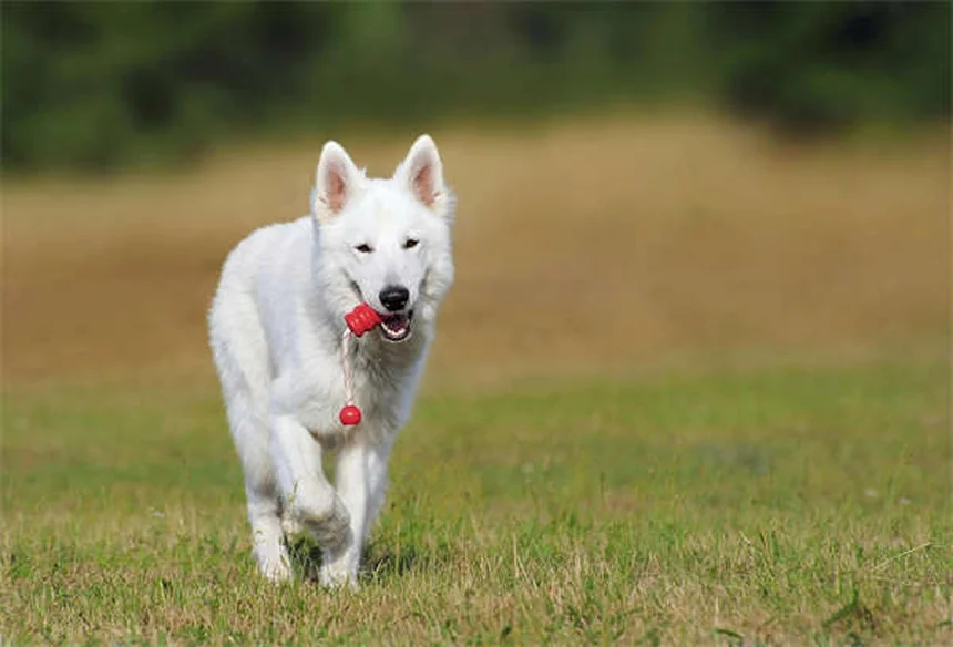 Dock diving per cani: guida completa allo sport acquatico