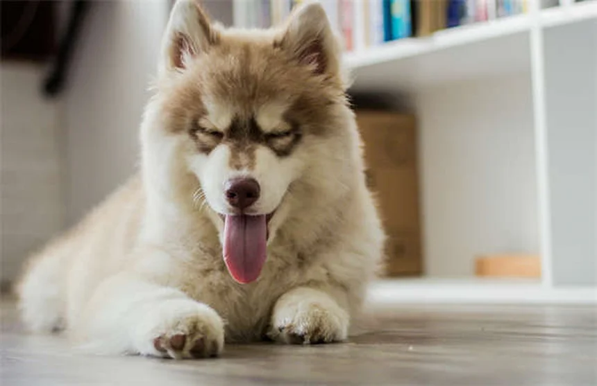 Quanto costa davvero un furetto? Prezzi e spese da conoscere