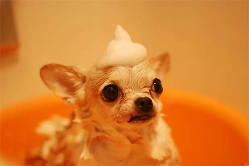 Sinusite nel cane: sintomi, cause e cure efficaci