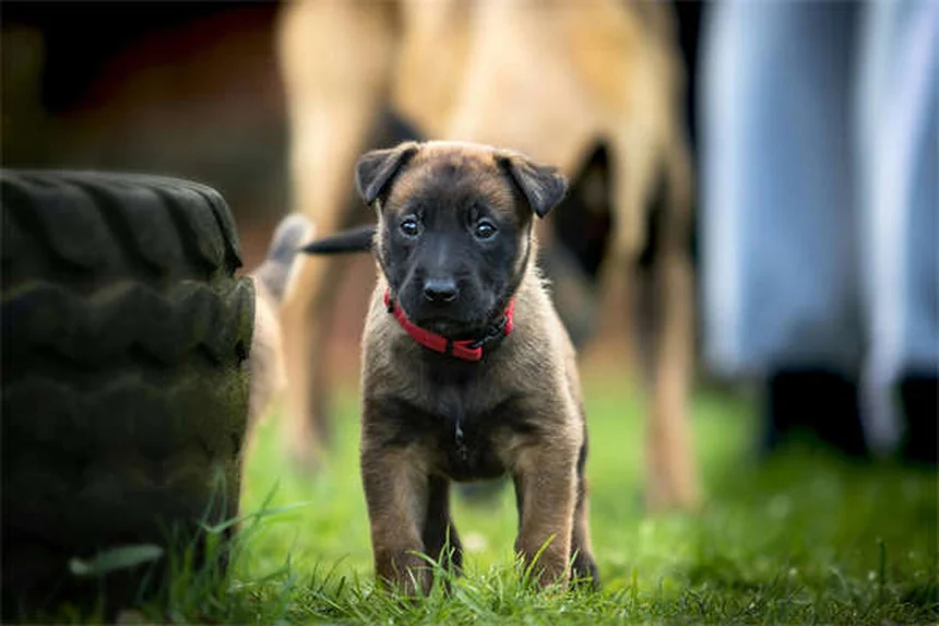 Perché il mio cane si gratta? 5 cause e rimedi efficaci
