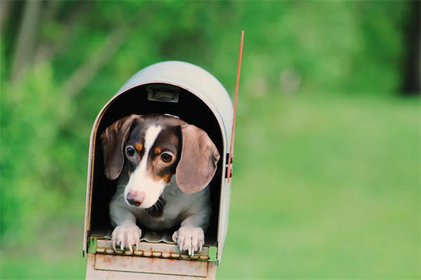 Perché il tuo cane puzza? 6 motivi e soluzioni efficaci