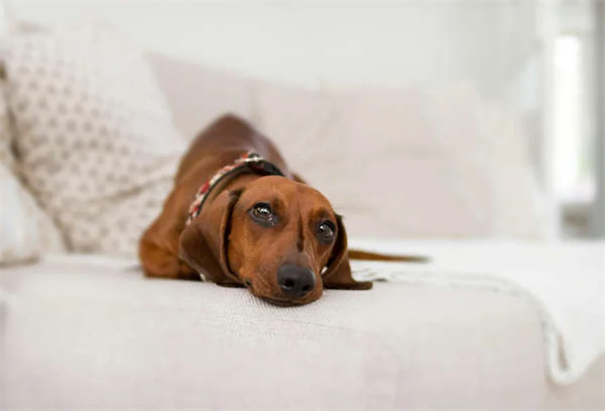 Fistola perianale nei cani: sintomi, cure e cosa fare subito