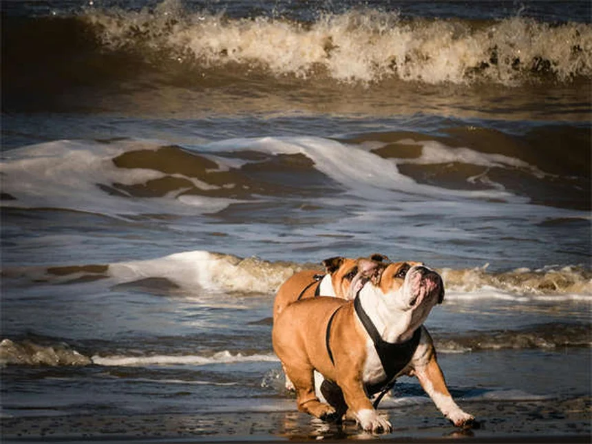 Taurina per cani e gatti: tutto quello che devi sapere