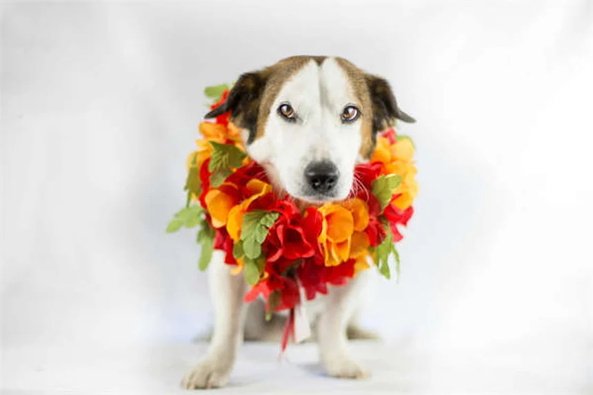 Come educare il cane con le lodi: 5 truppi per un comportamento perfetto