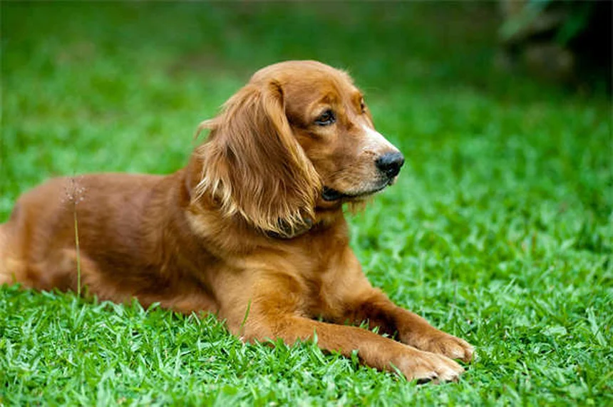 Come Trovare e Togliere le Zecche dal Cane: Guida Completa