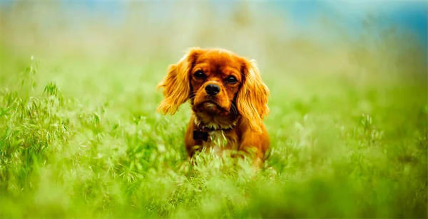 Taurina per cani e gatti: tutto quello che devi sapere