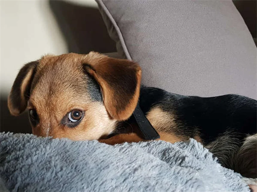 Taurina per cani e gatti: tutto quello che devi sapere