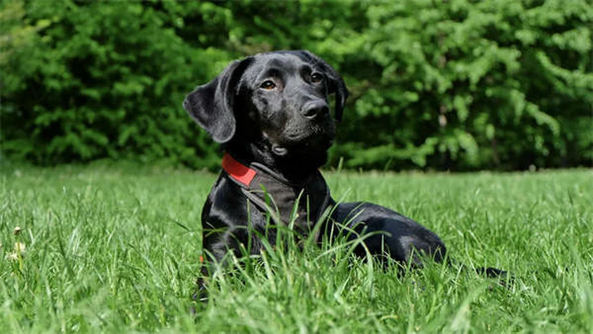Etichette cutanee nei cani: cosa sono e come gestirle
