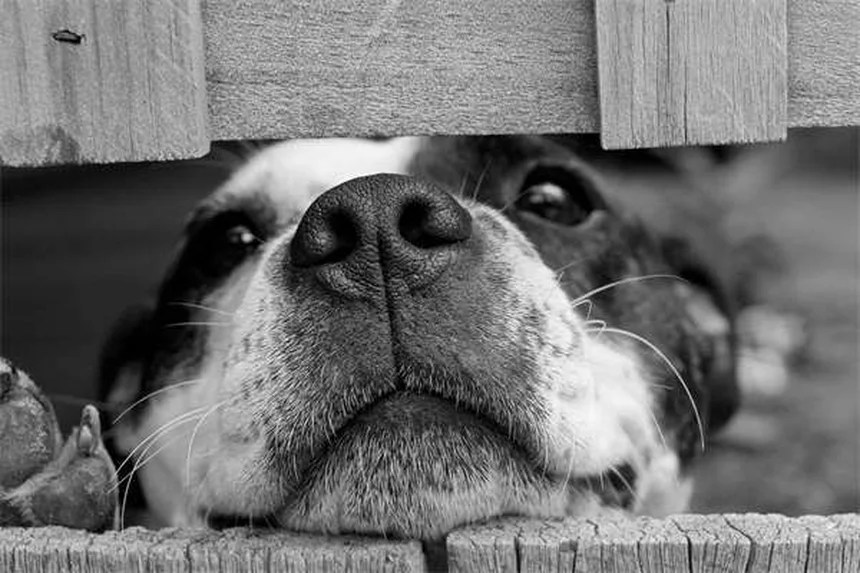 Vulva rientrante nei cani: sintomi, cure e quando preoccuparsi