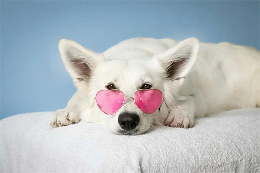Segni che il tuo cane è intelligente: 6 modi per capirlo