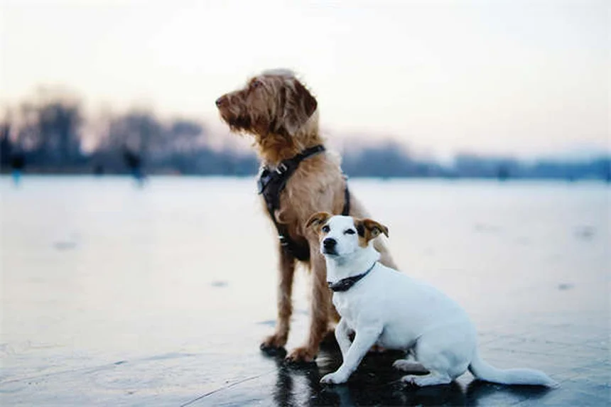 Sindrome di Fanconi nei Cani: Sintomi, Cause e Cure Efficaci