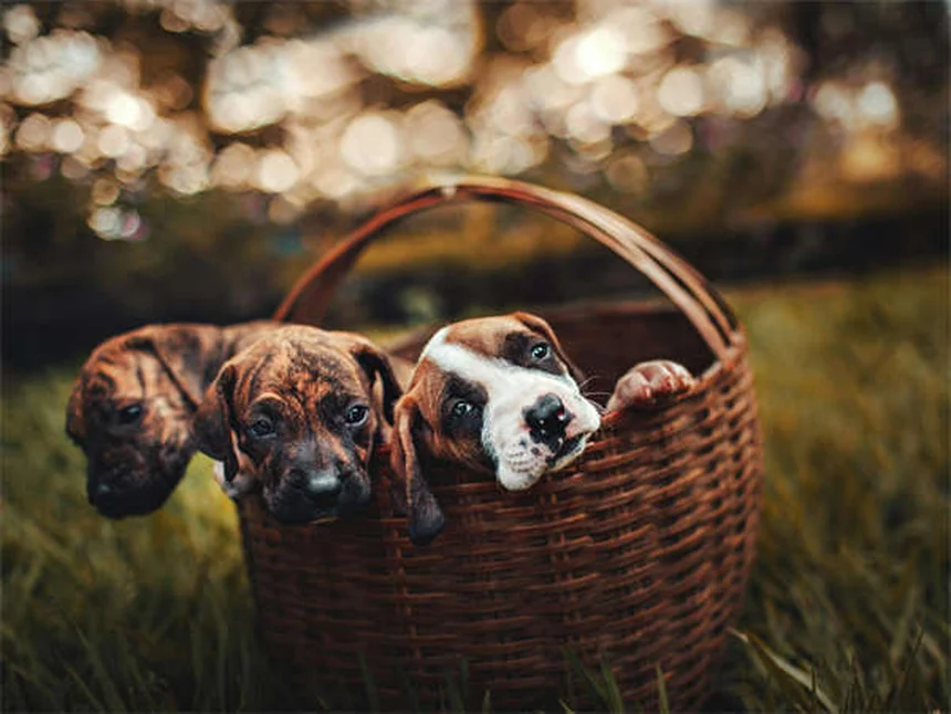 Come Tagliare le Unghie al Coniglio: Guida Pratica per Padroni