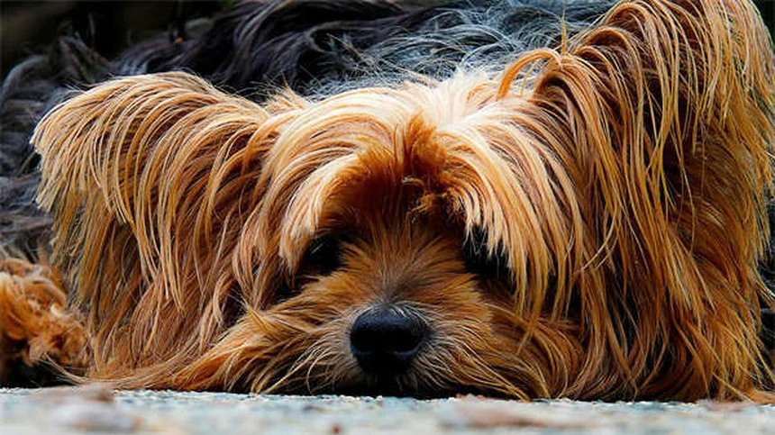 Quanto vivono i cani? Scopri la verità sull'aspettativa di vita del tuo amico a 4 zampe