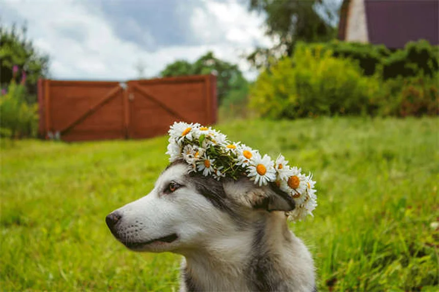 Dolore al collo e schiena nei conigli: sintomi, cure e prevenzione