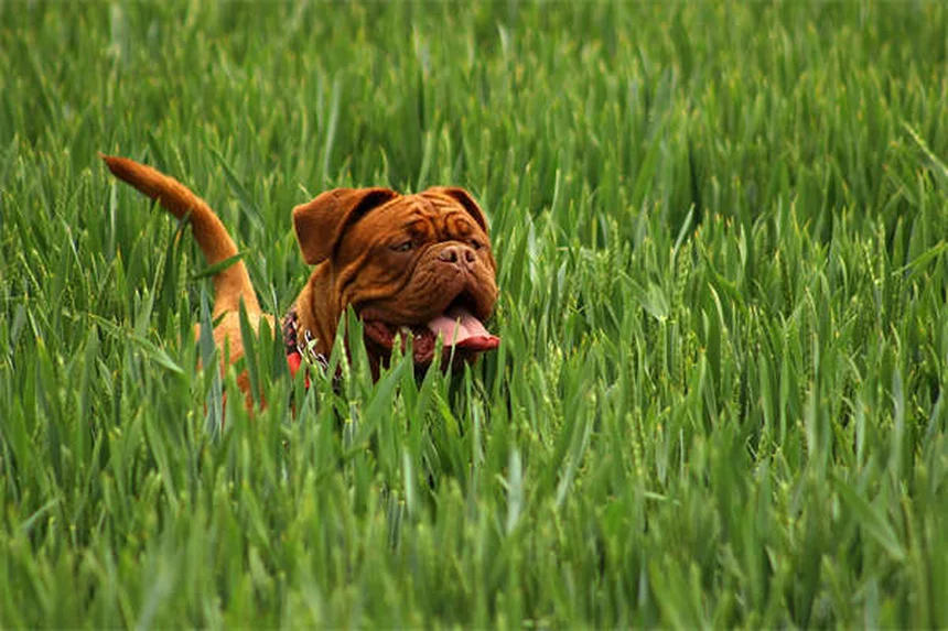 Gelosia negli animali: 9 segni per capire se il tuo cane o gatto è geloso