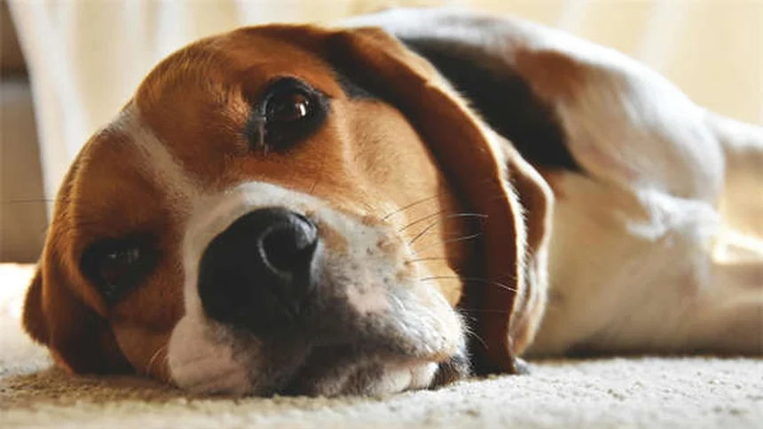 Gelosia negli animali: 9 segni per capire se il tuo cane o gatto è geloso
