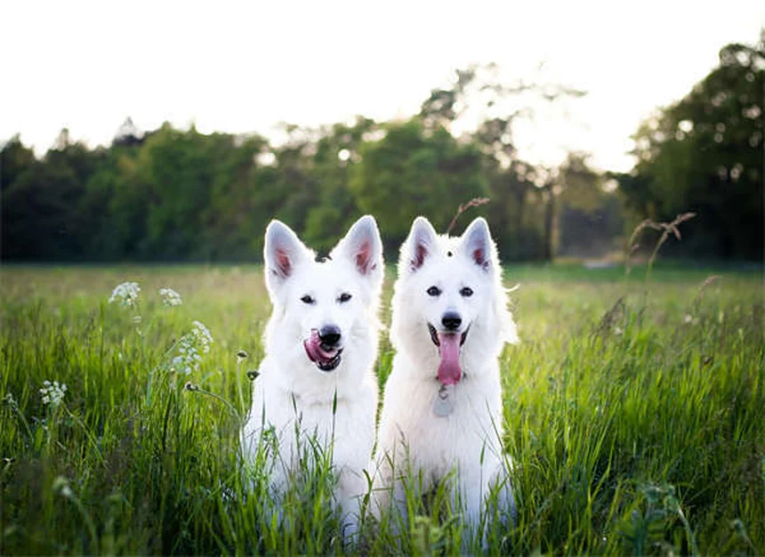 Gelosia negli animali: 9 segni per capire se il tuo cane o gatto è geloso