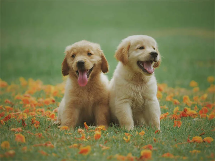 5 premi non alimentari che il tuo cane adorerà