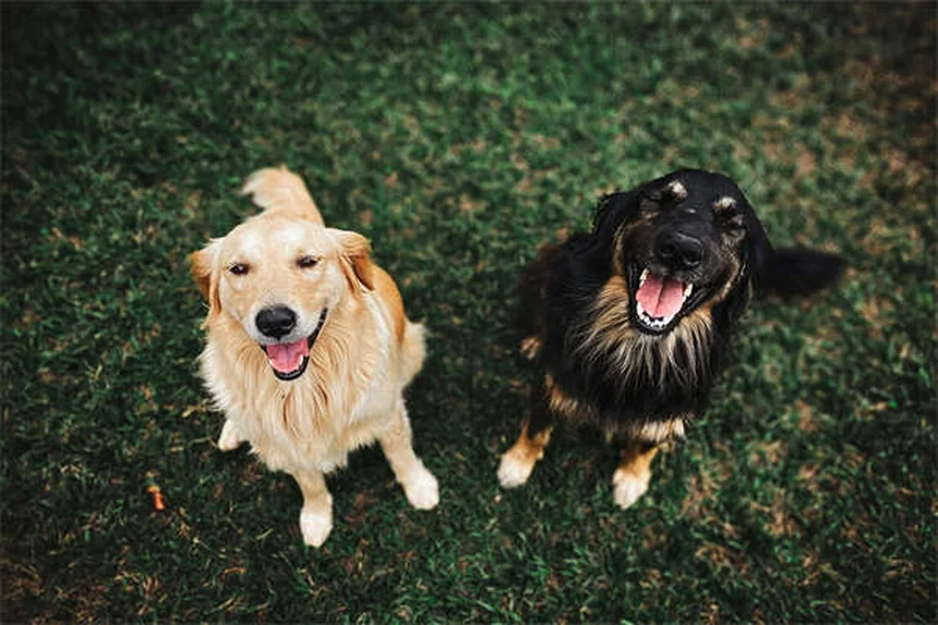 Cane preme la testa contro il muro: cause e quando preoccuparsi