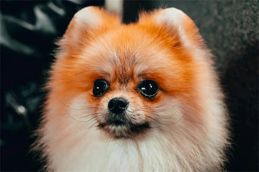 Segni che il cane sta morendo per insufficienza cardiaca congestizia