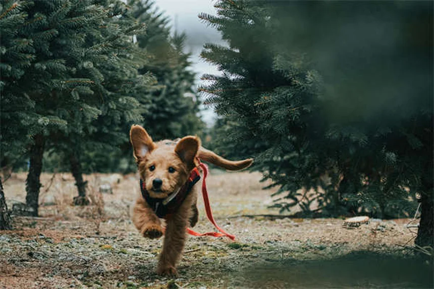 Perché i cuccioli piangono? 5 motivi e soluzioni pratiche