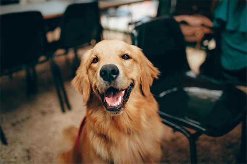 Methocarbamol per cani e gatti: guida completa al rilassante muscolare